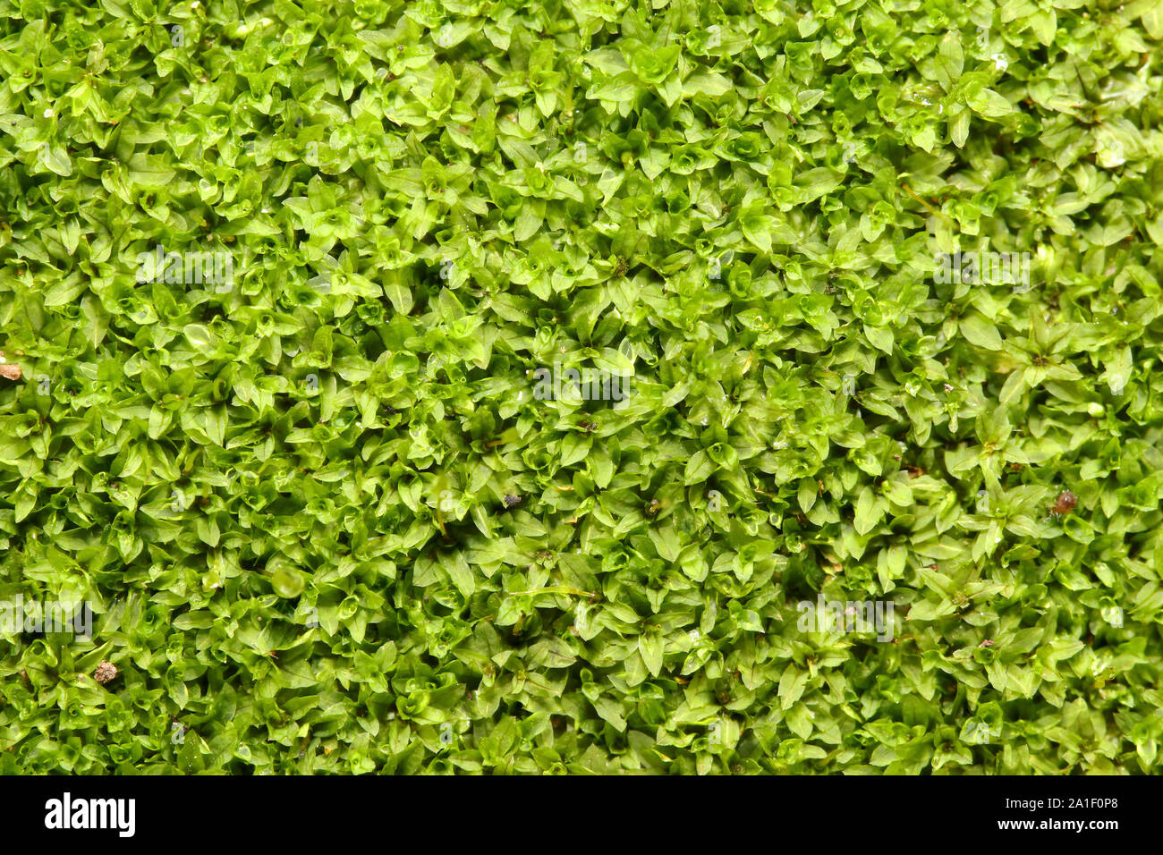 Closeup fresh Star/Cement moss, rolled-leaf wet-ground moss (Hyophila involuta) background, common found on wet rock, floor at home and garden Stock Photo