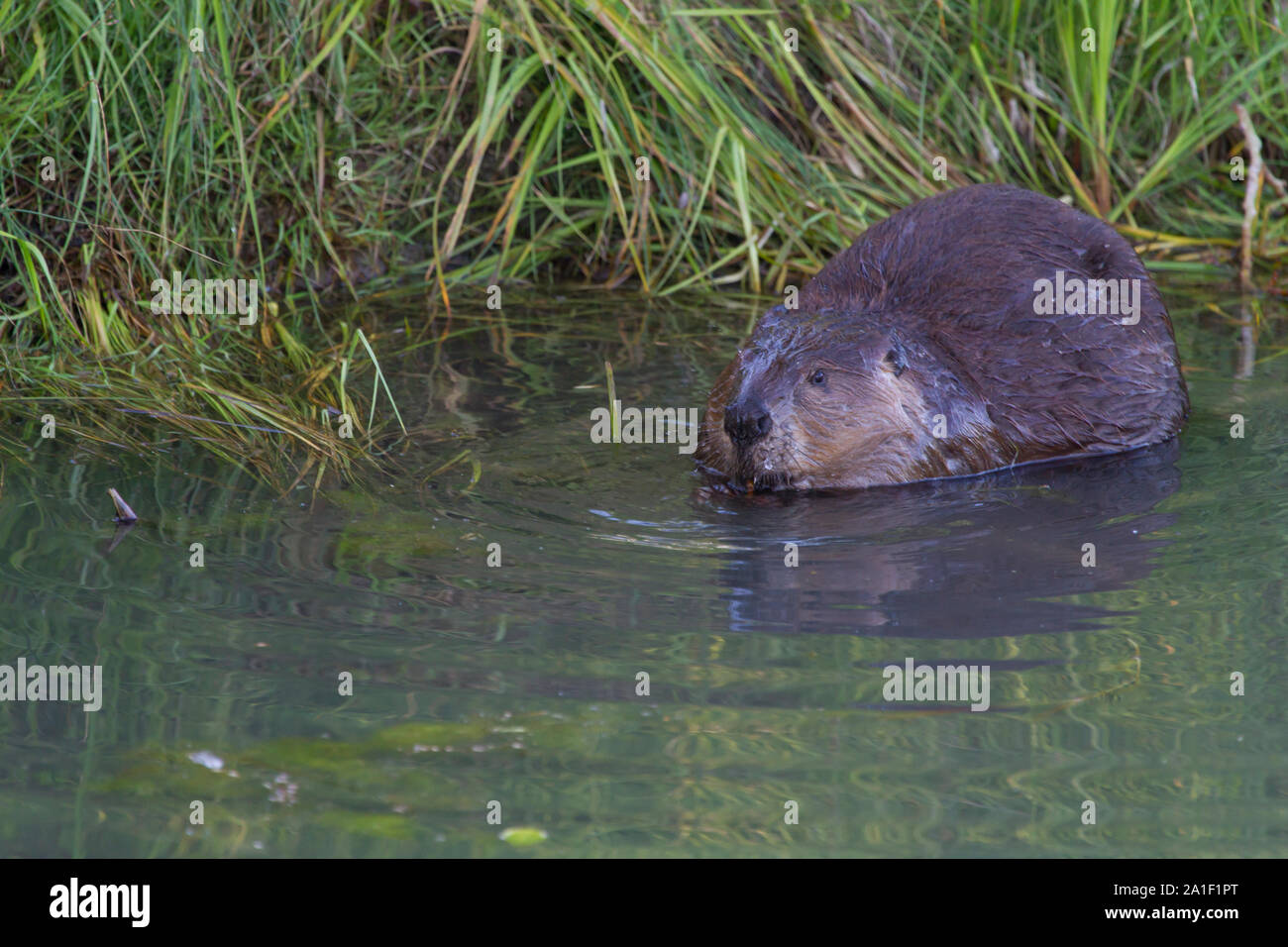 Canadian Beaver Stock Photo