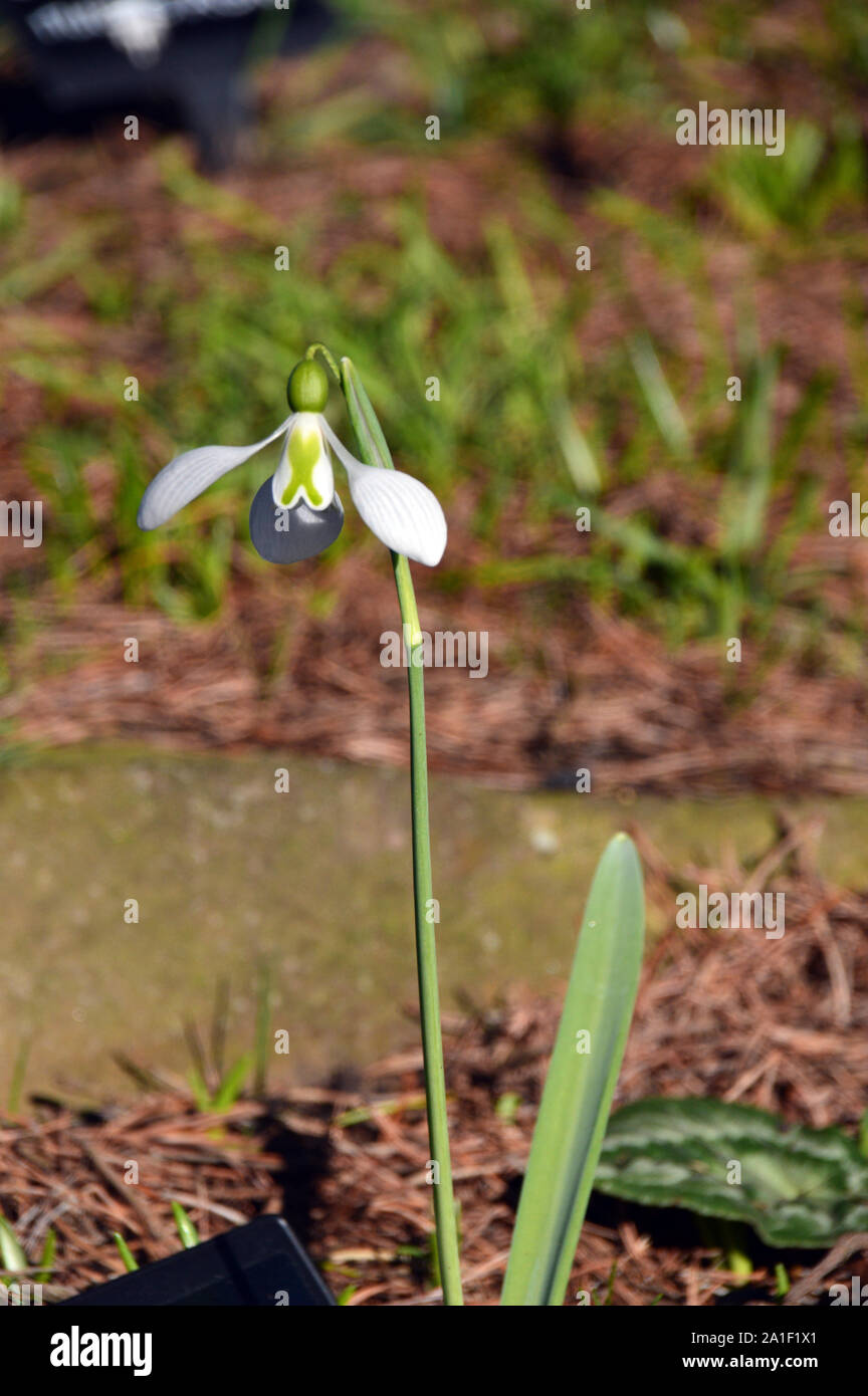 Snowdrops Rhs Single Snowdrop Galanthus 'Little John' Growing in a Border at RHS ...