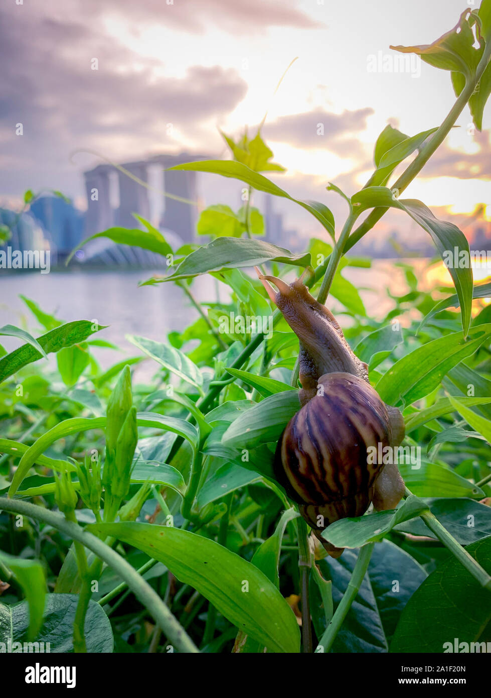 Snail climbing on plant in the evening beside the river opposite landmark building of Singapore at sunset. Slow life concept. Slow travel in Singapore Stock Photo