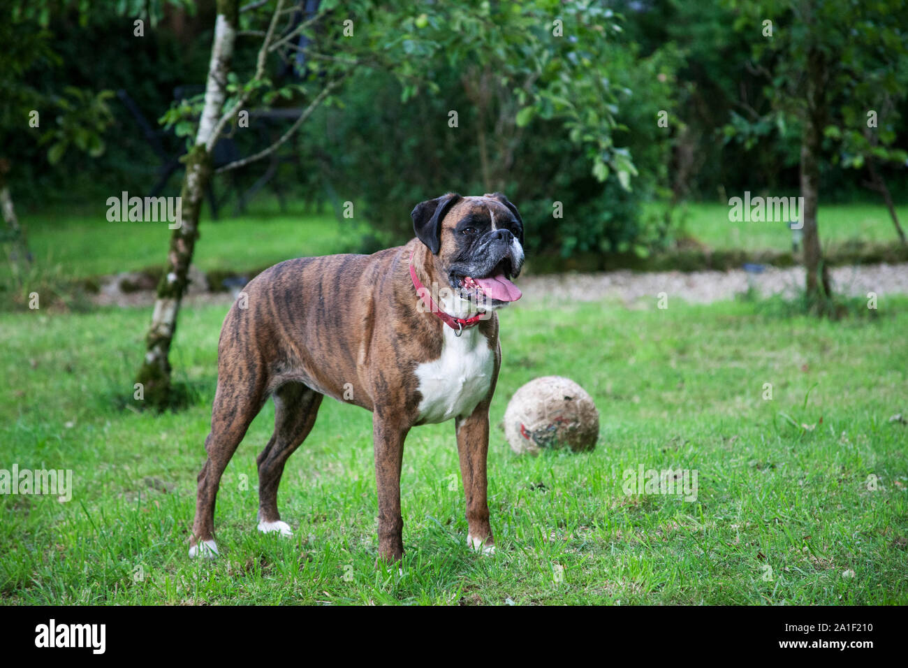 Boxer dogs playing Stock Photo Alamy