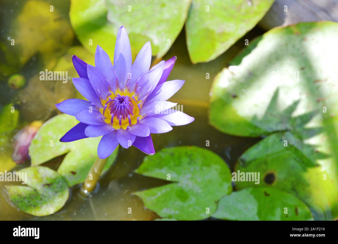 purple lotus water lily flower blooming on water Stock Photo - Alamy