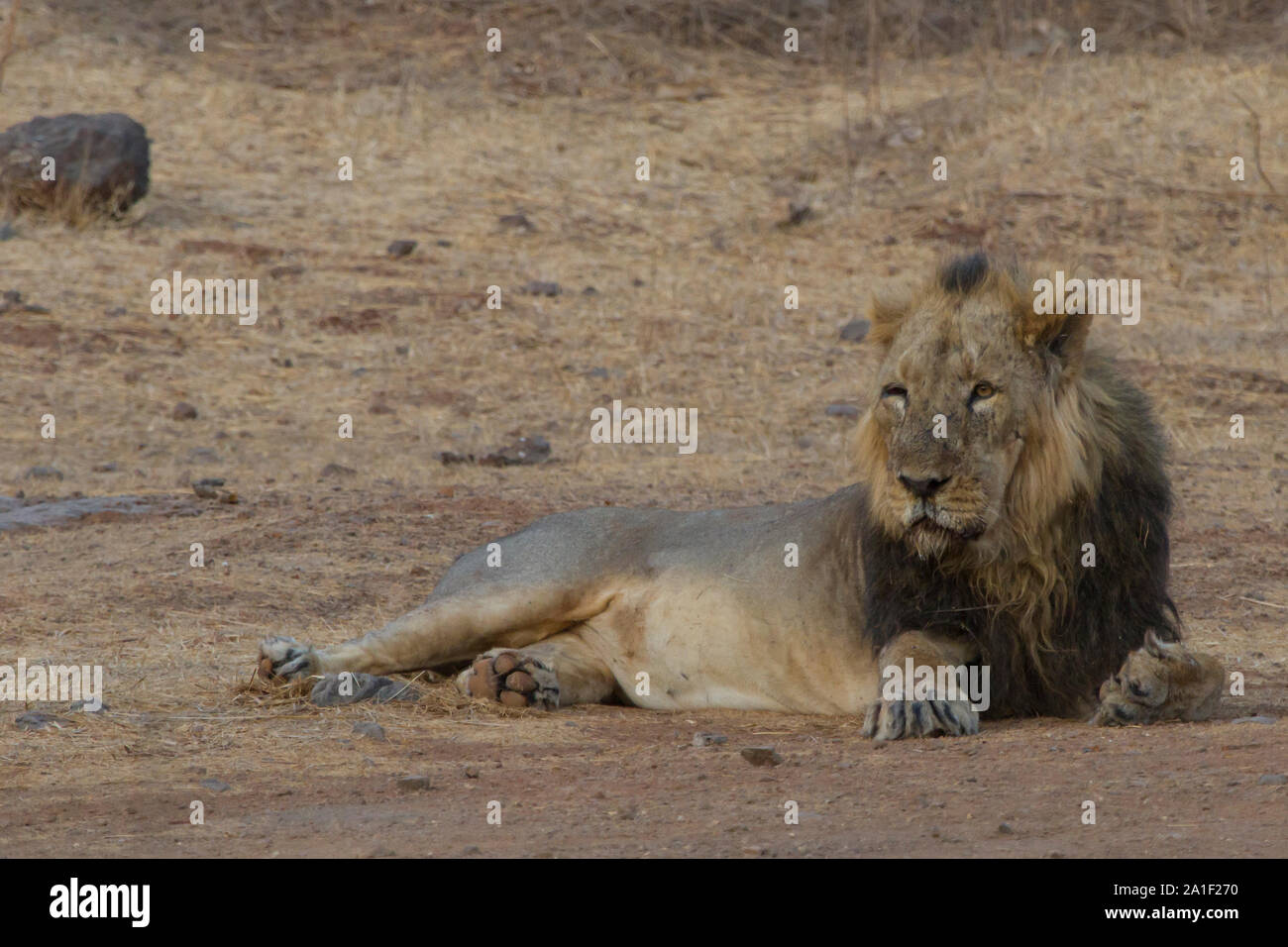 Majestic Asiatic Lion In Gir national park, Gujarat India Stock Photo