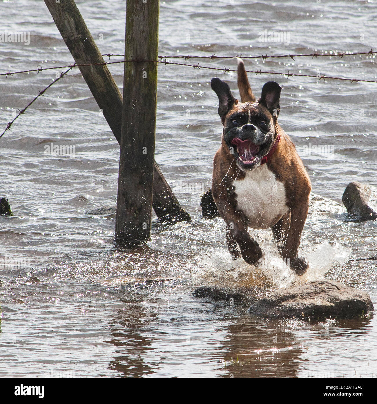 Boxer dogs playing Stock Photo Alamy
