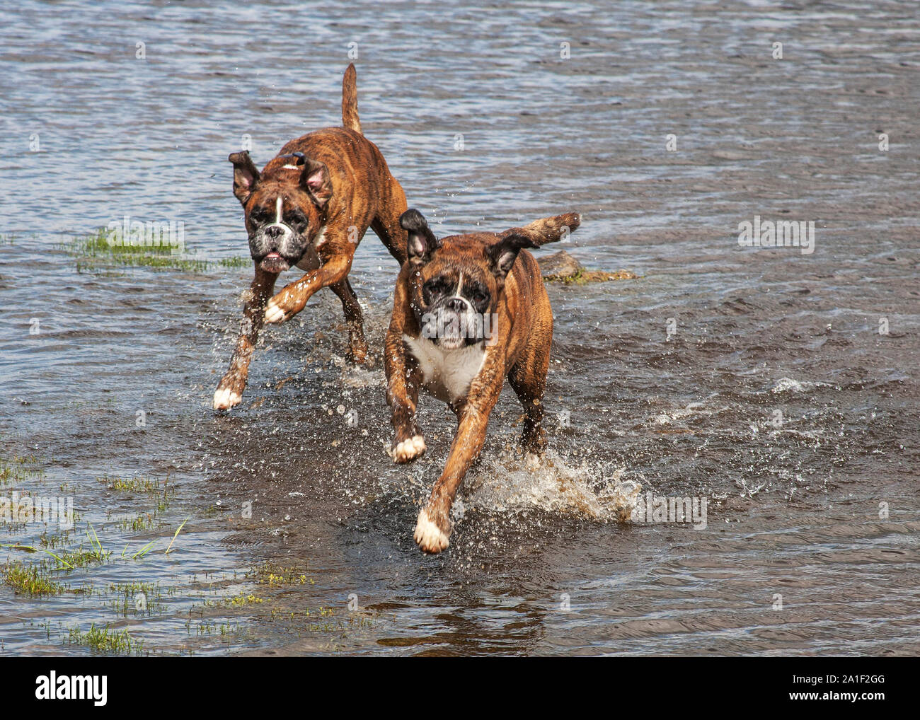 Boxer dogs playing Stock Photo Alamy