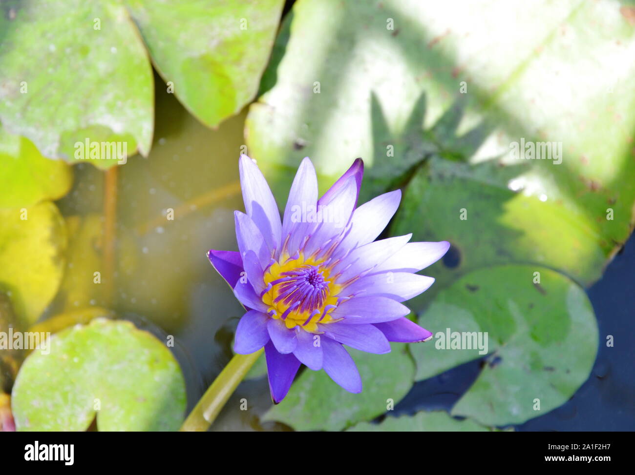 purple lotus water lily flower blooming on water Stock Photo - Alamy