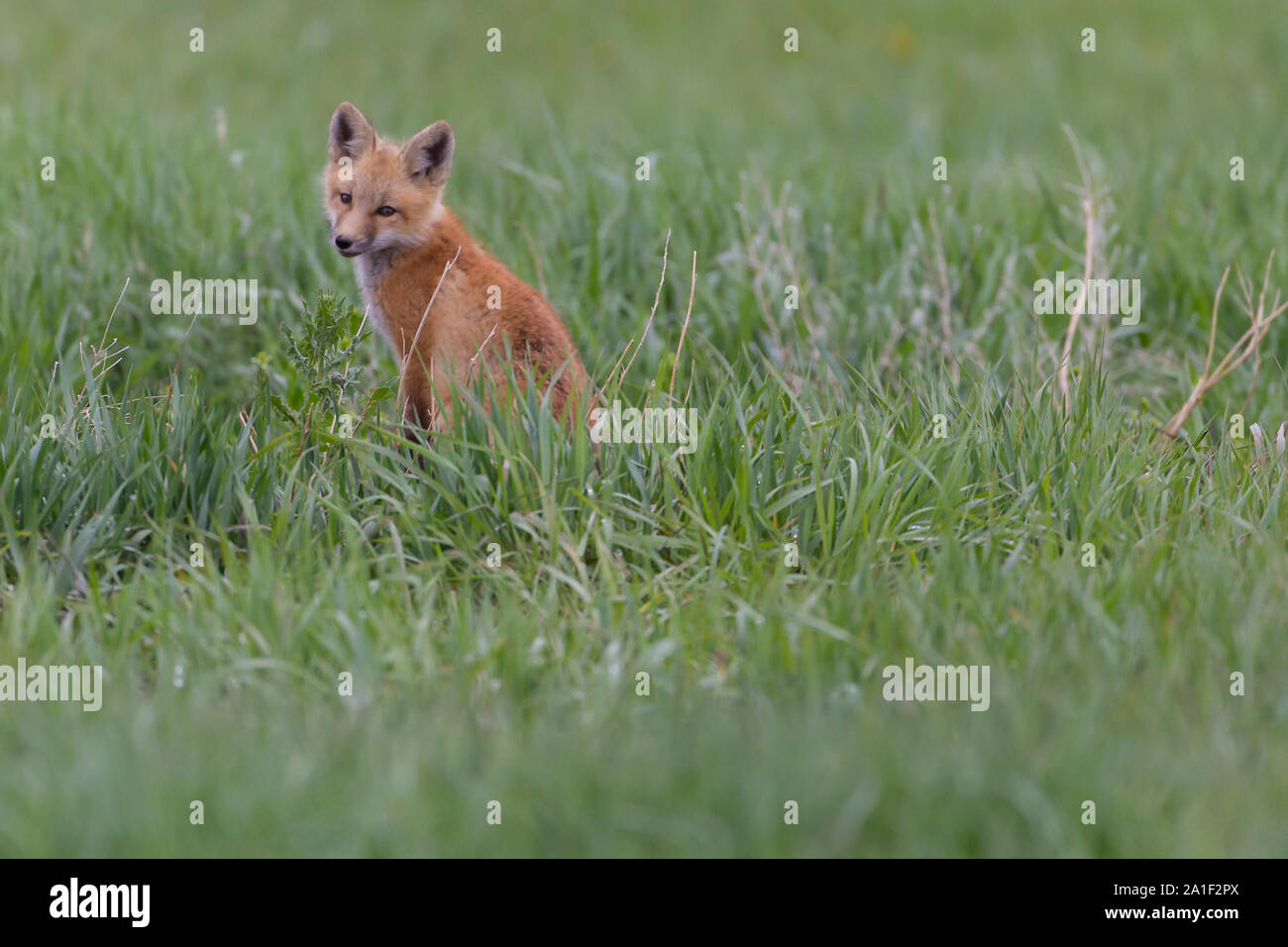 Cute Fox Kits Playing and waiting Stock Photo