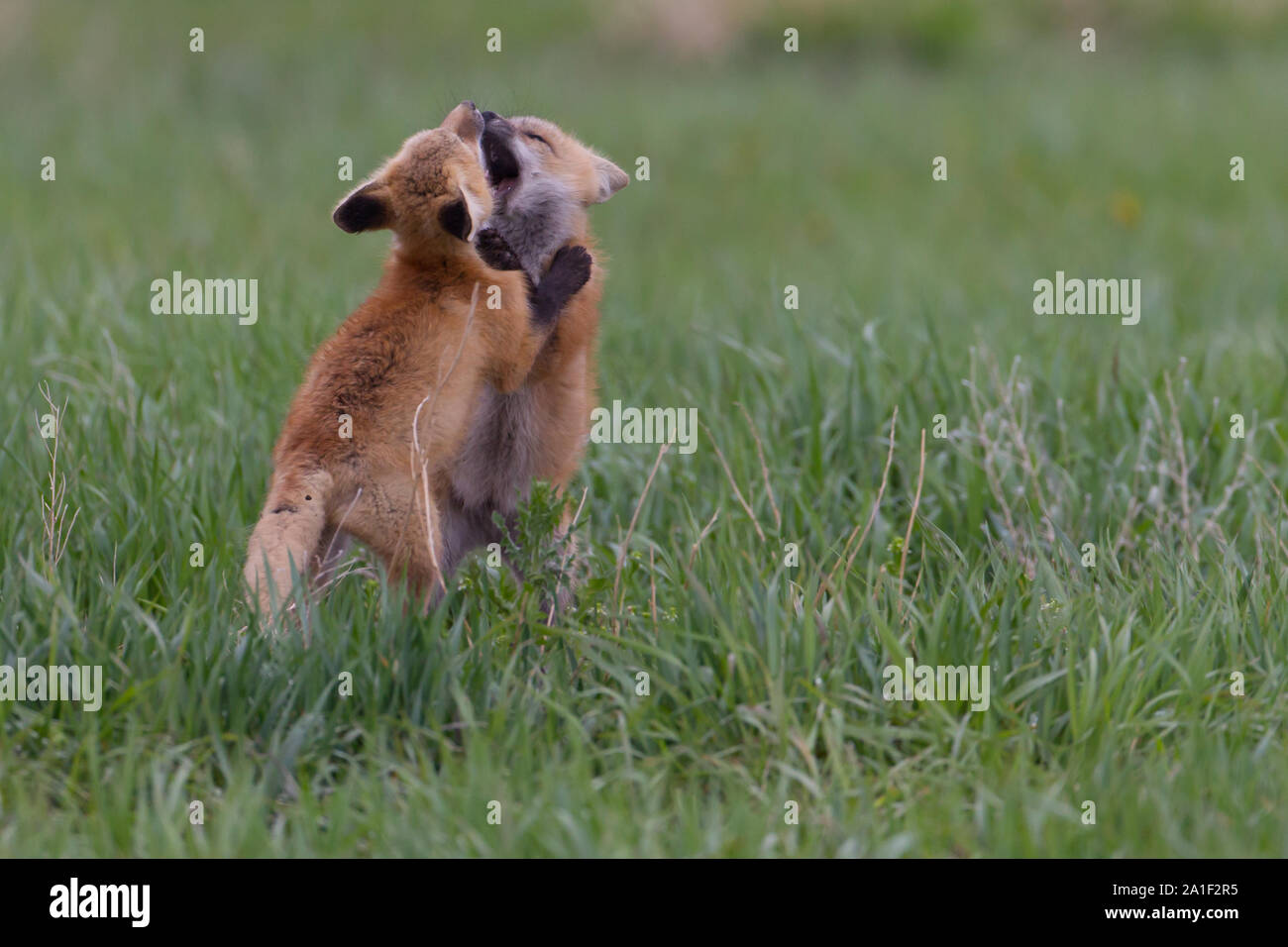 Cute Fox Kits Playing and waiting Stock Photo