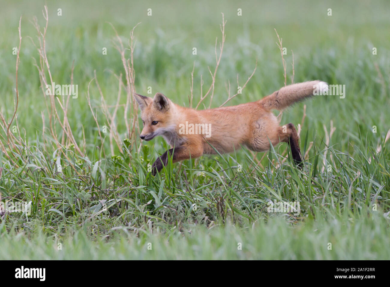 Cute Fox Kits Playing and waiting Stock Photo