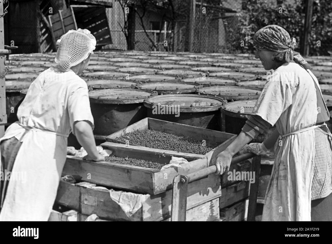Frauen verarbeiten Rohstoffe in der Konservenfabrik C. Th. Lampe in Braunschweig, Deutschland 1939. Workers with raw material at the canning factory C. Th. Lampe in Brunswick, Germany 1939. Stock Photo