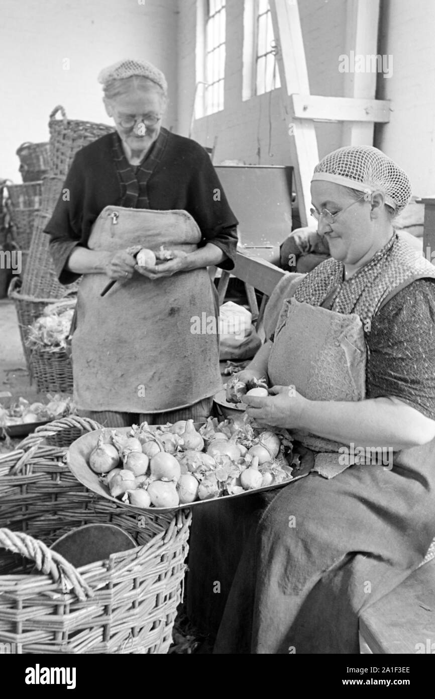 Arbeiterinnen der Konservenfabrik C. Th. Lampe in Braunschweig schälen Zwiebeln, Deutschland 1939. Workers peeling onions for canning at the canning factory C. Th. Lampe in Brunswick, Germany 1939. Stock Photo