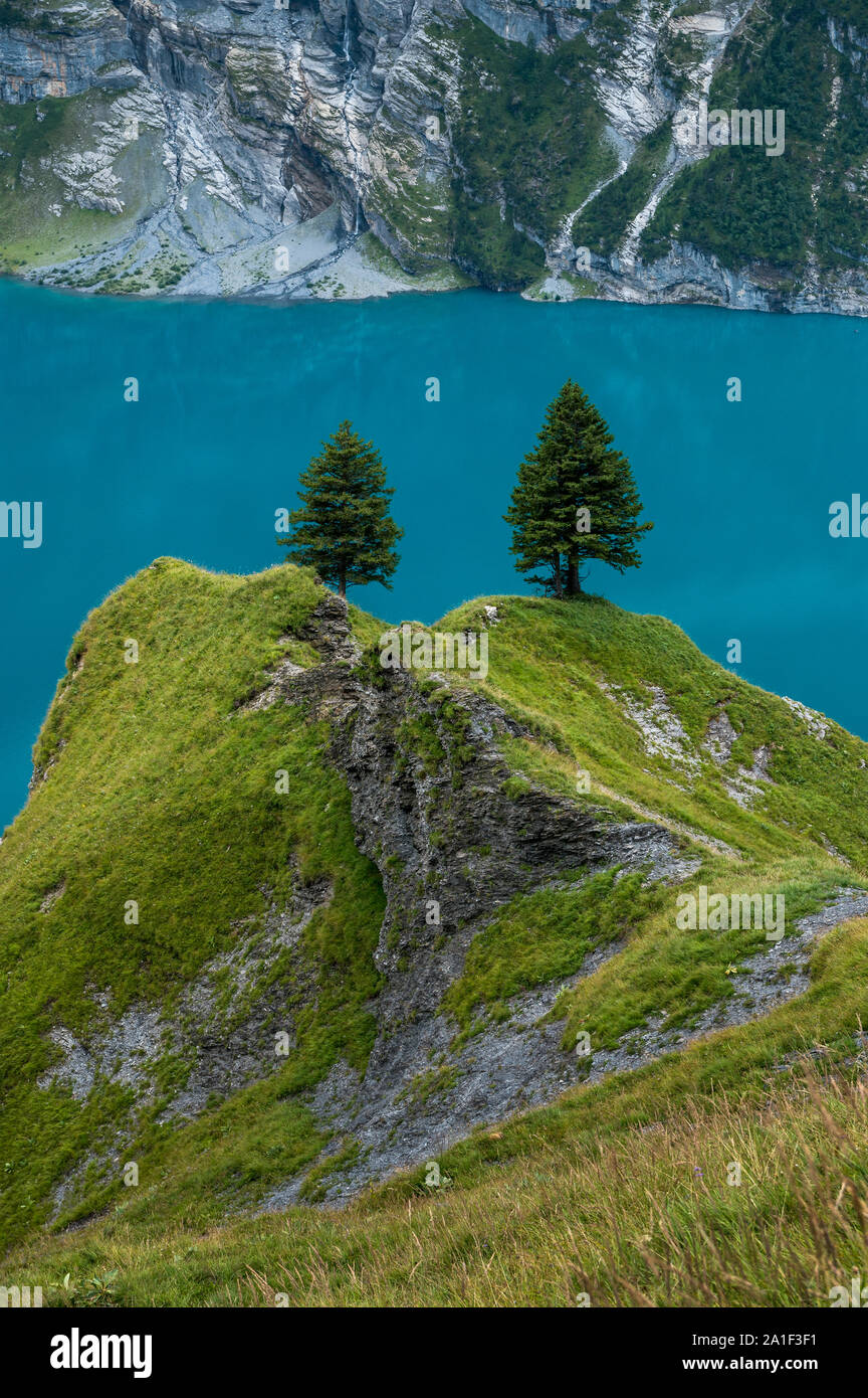 Alpine vegetation alpine fir trees hi-res stock photography and images ...