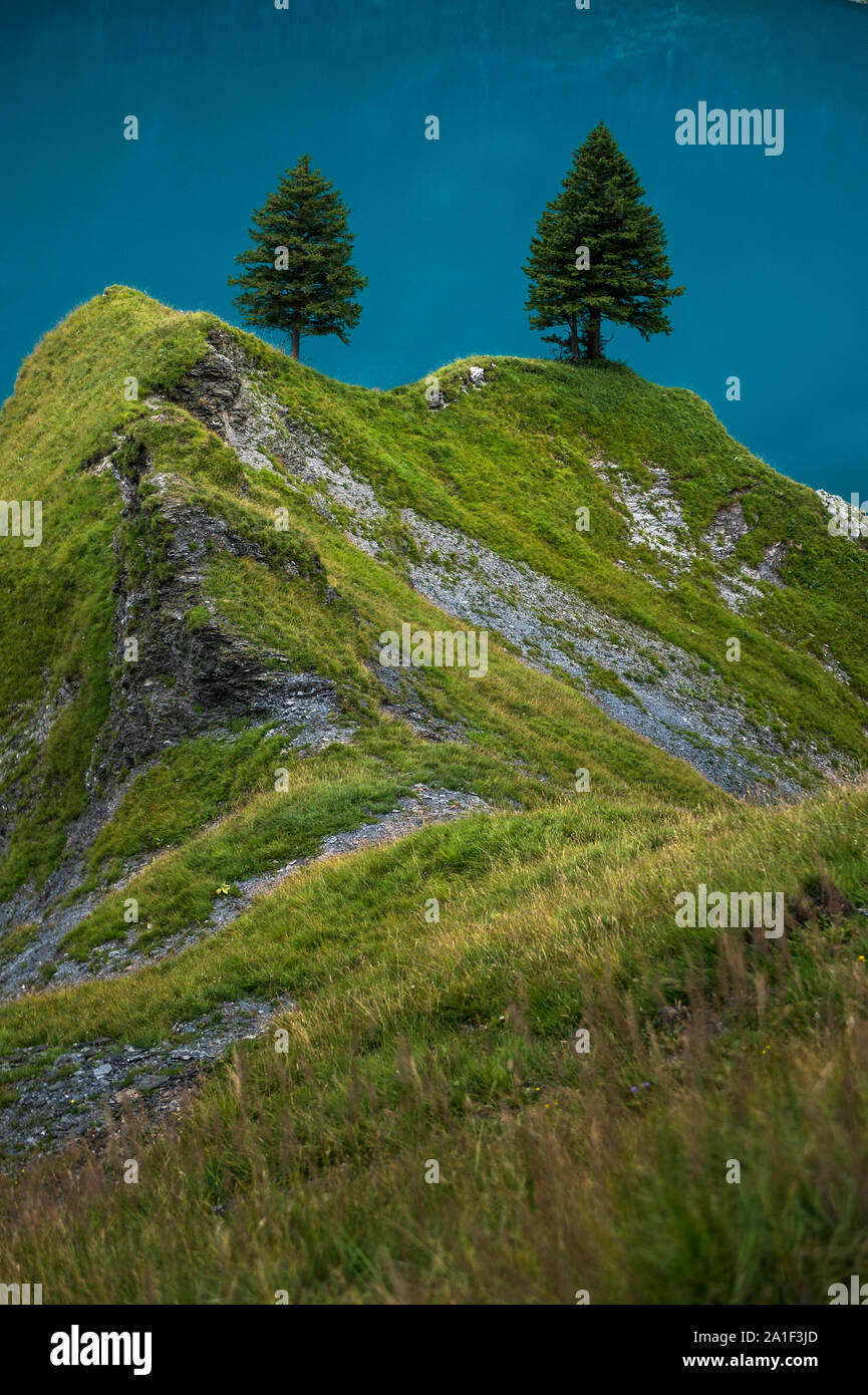 Alpine vegetation alpine fir trees hi-res stock photography and images ...