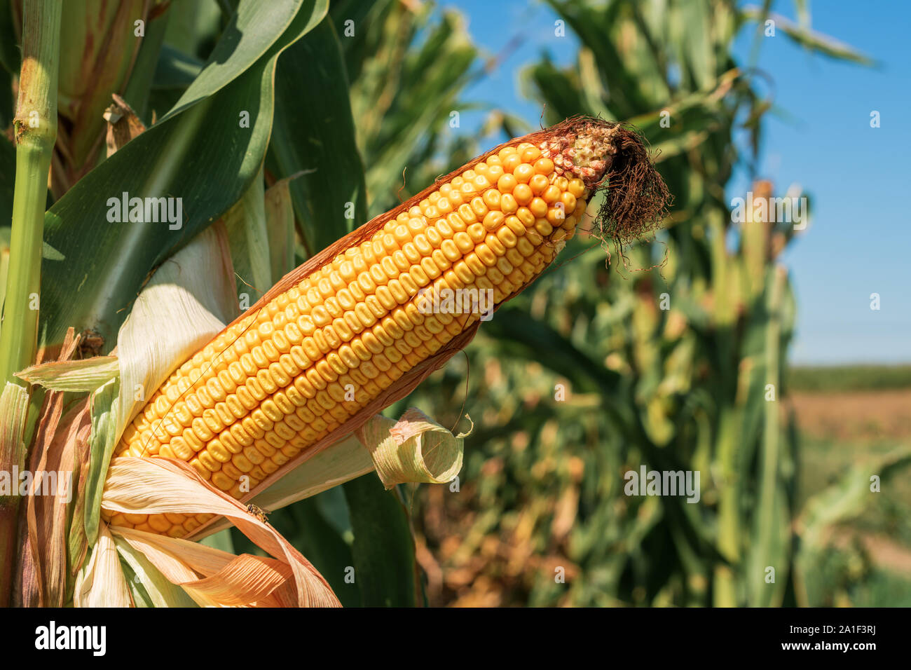 Ear of maize with ripe kernels in cultivated field is ready for harvest ...