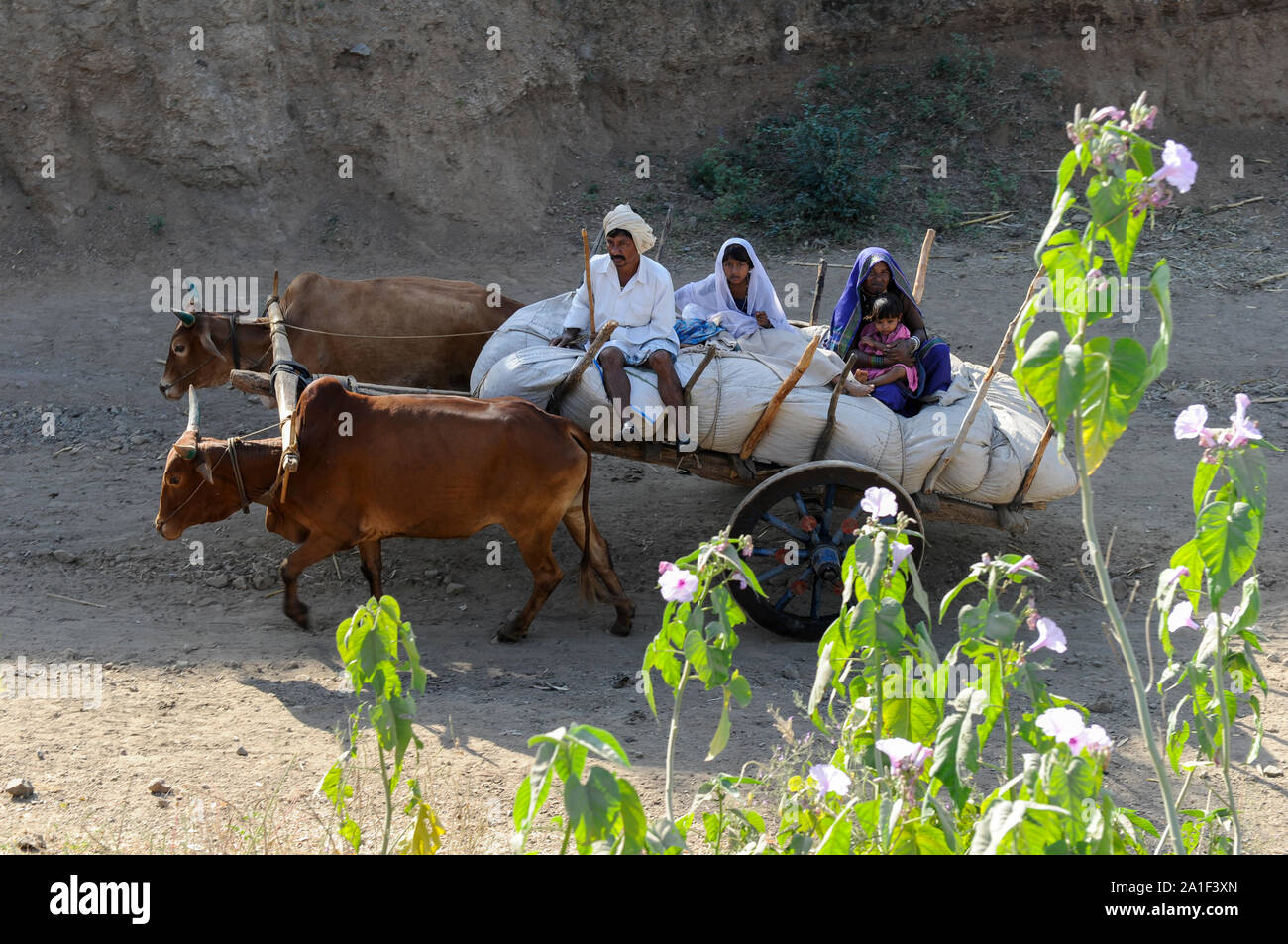 INDIA, Madhya Pradesh, Nimad region, Khargone , tribal farmer with bullock cart transporting crops to the market Stock Photo