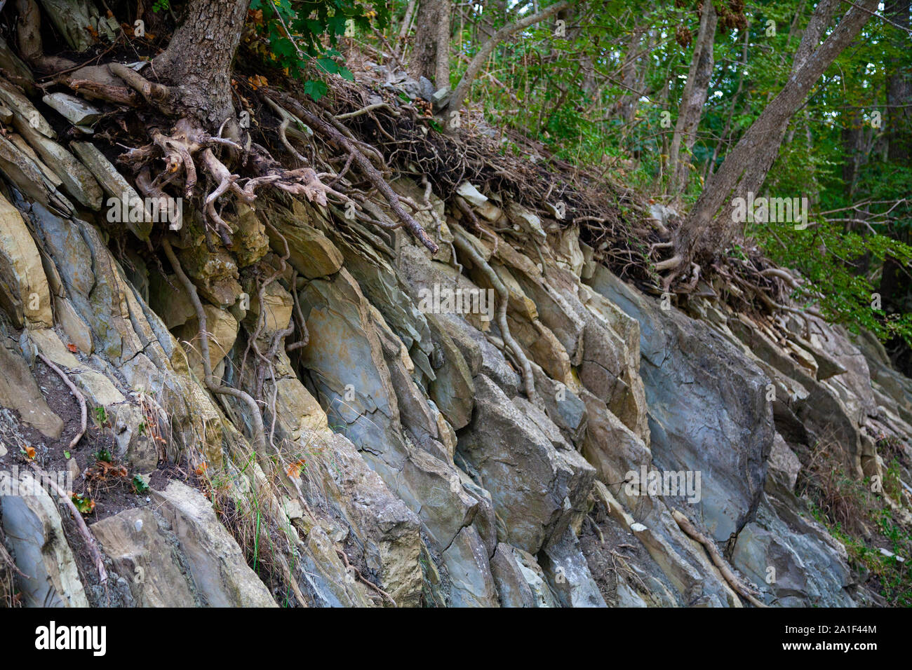 Forest in the mountains. Fragment of rocks and trees. Stock Photo