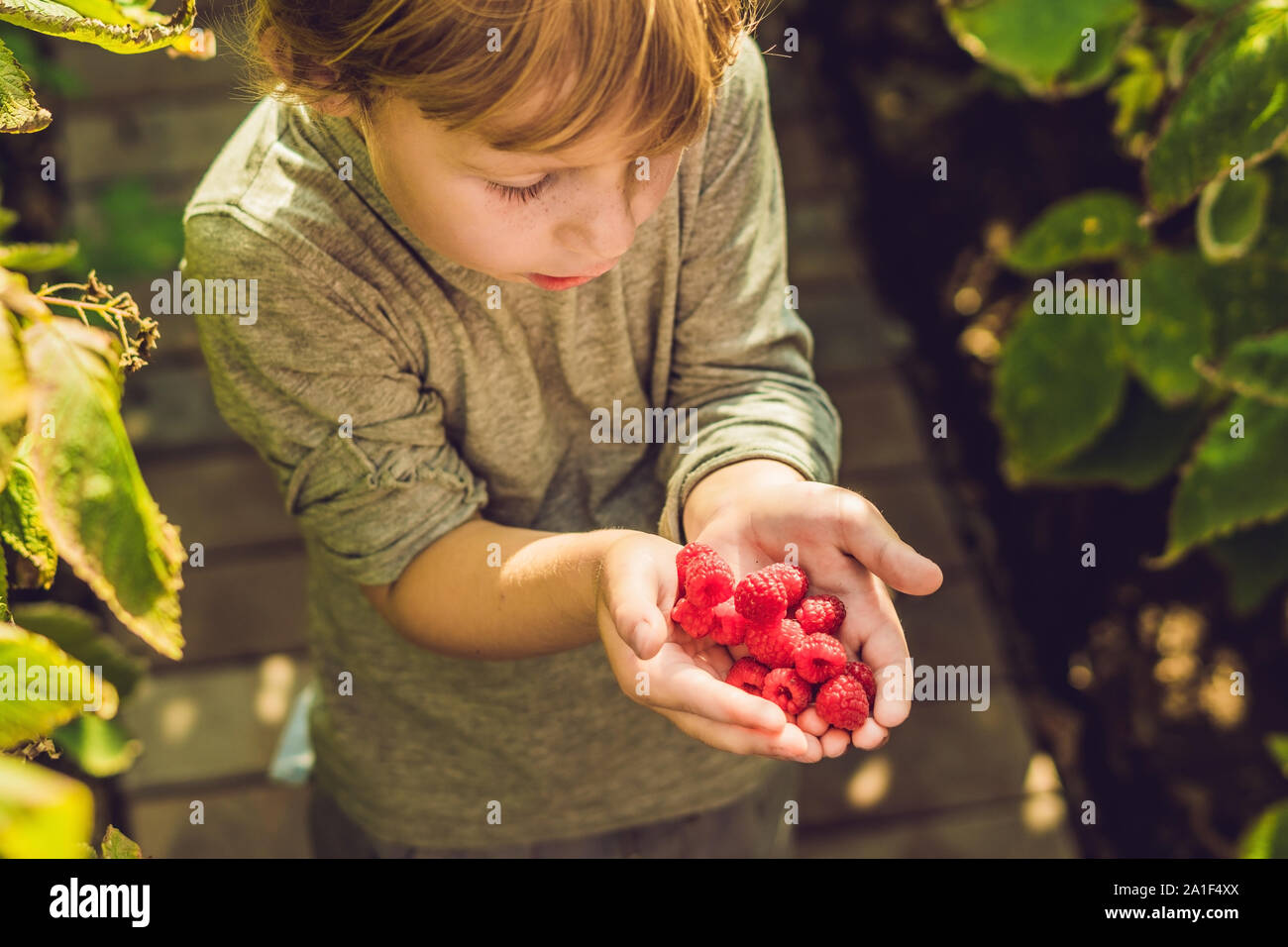 Kid Raspberry Kids eating raspberries hi-res stock photography and images - Alamy