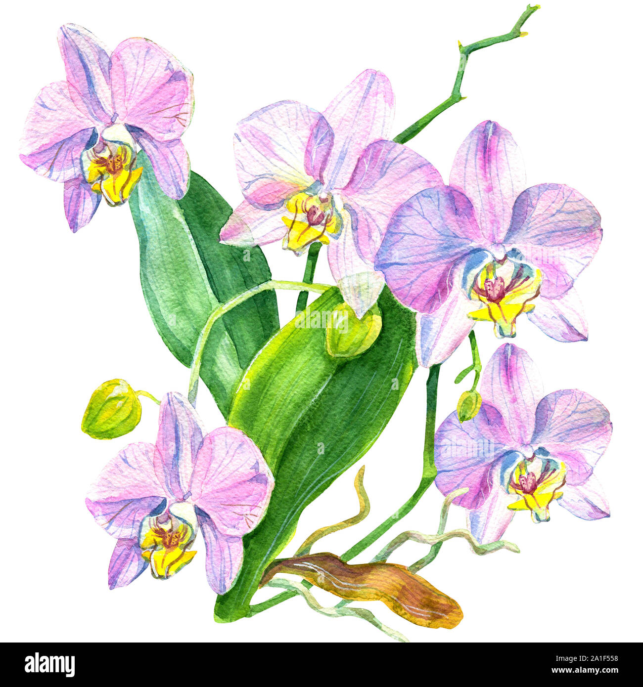 Watercolor orchid flowers seamless pattern. Hand drawn wallpaper design. Stock Photo