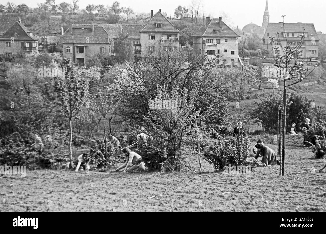 Mädchen bei der Feldarbeit in Frankfurt an der Oder, Deutschland 1948. Girls doing farm work near Frankfurt / Oder, Germany 1948. Stock Photo