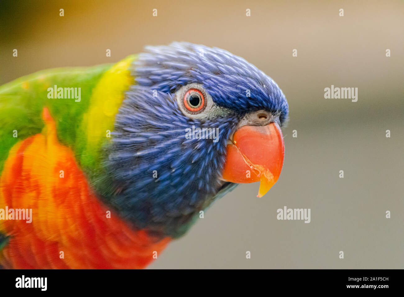 coconut lorikeet, (Trichoglossus haematodus), head portrait Stock Photo