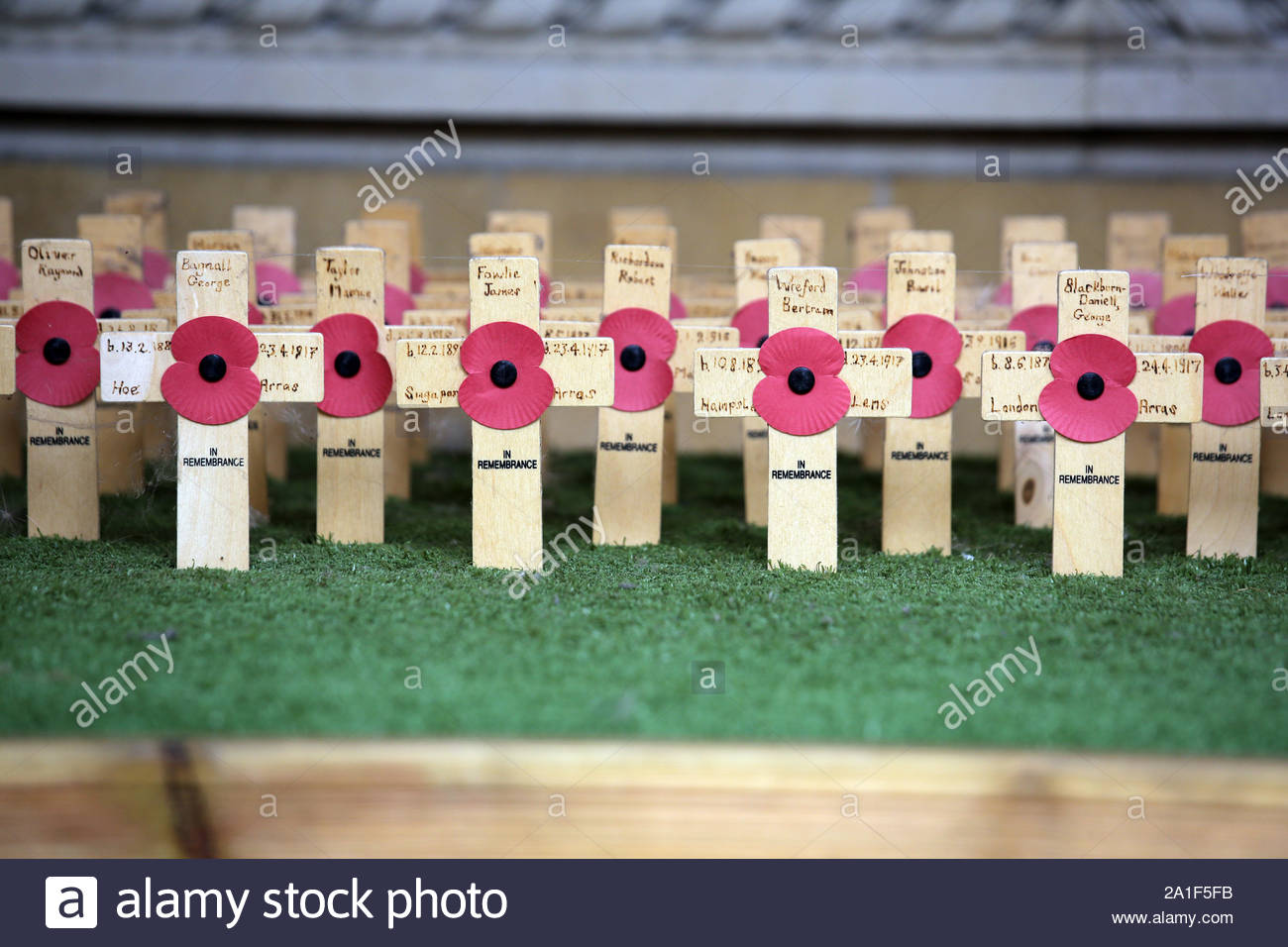 Poppies on crosses in Cambridge as Remembrance Day approaches Stock Photo