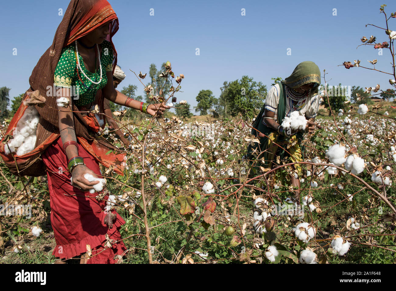 Fairtrade farmer india cotton hi-res stock photography and images - Alamy