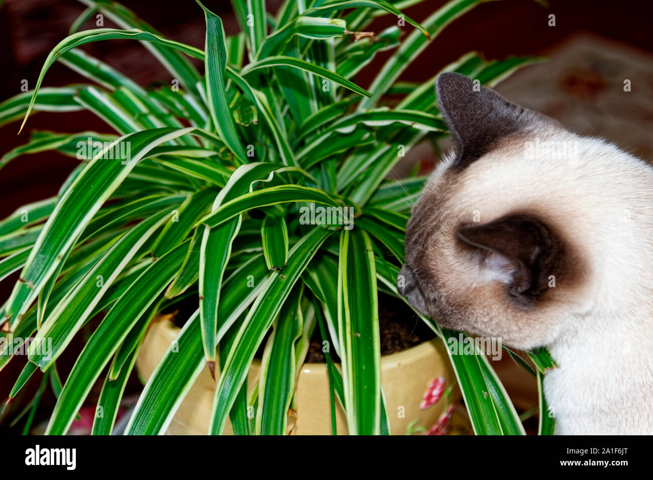 cat eating spider plant; Tonkinese, pet; animal; pure bred; feline, horizontal; PR Stock Photo