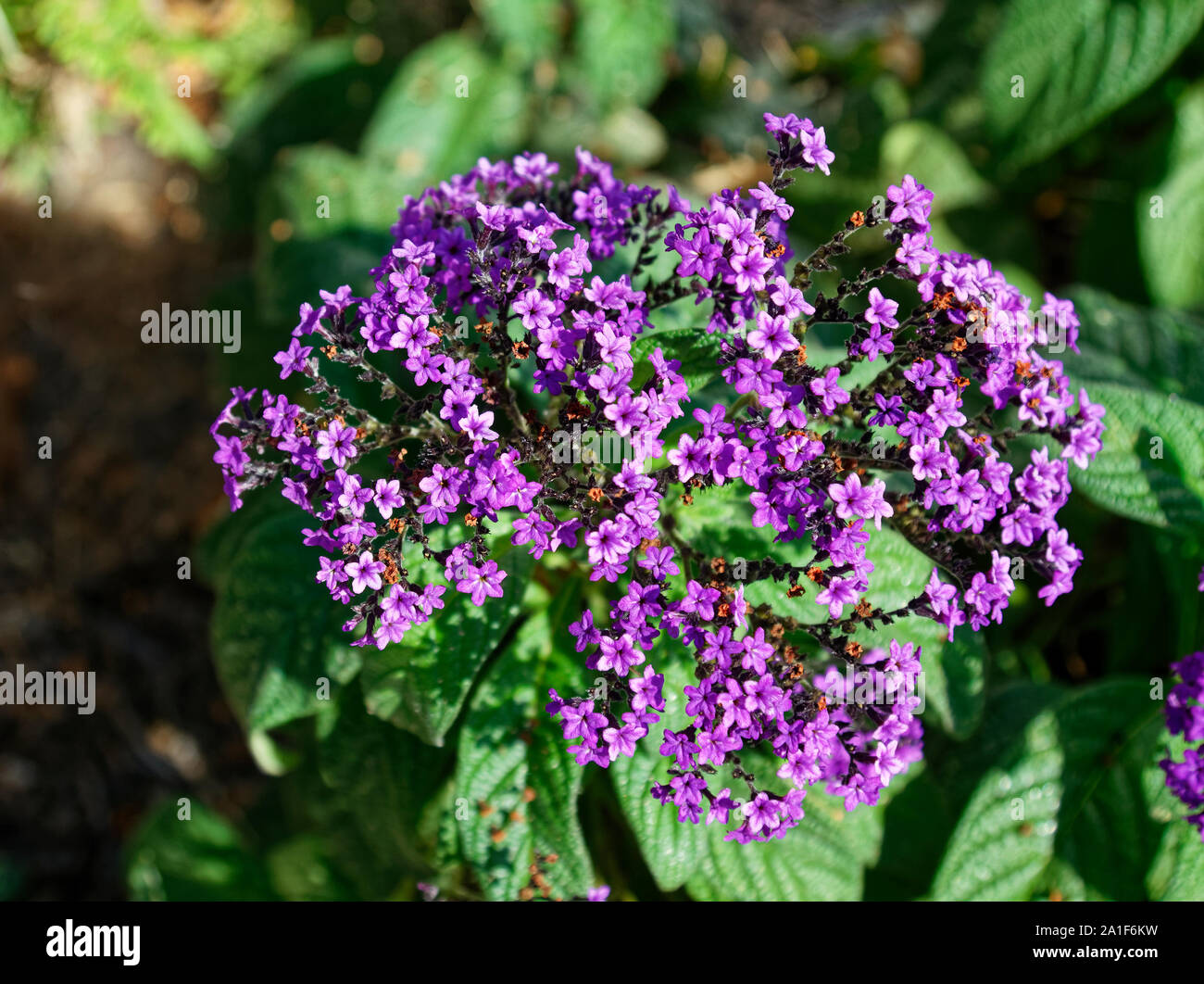 Heliotrope, purple cultivated flower, green leaves, nature, garden, many tiny blossoms clustered, Boraginaceae family, summer; horizontal Stock Photo