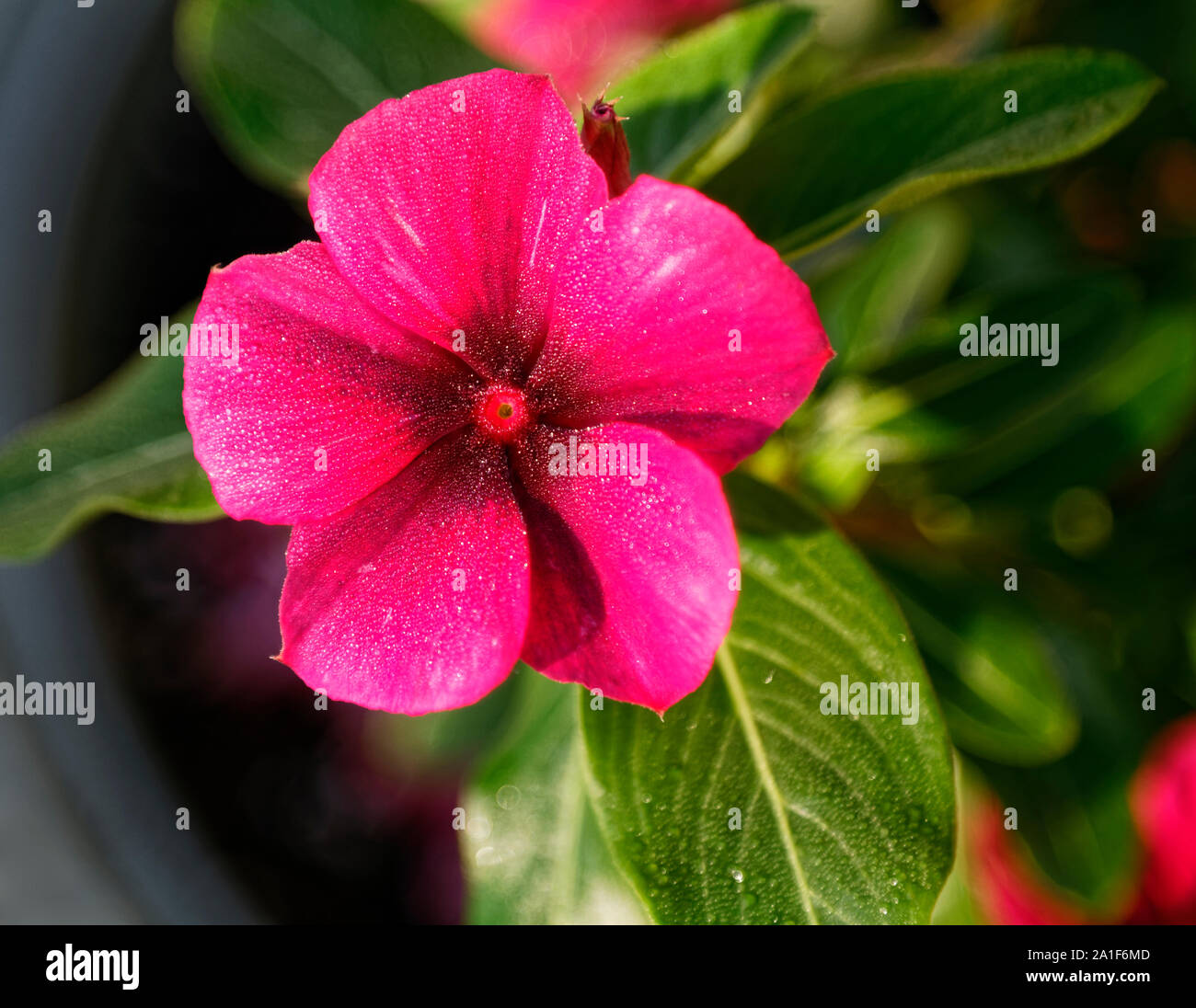 Vinca flower, cerise, Periwinkle, close-up, dew, water droplets, green leaves, cultivated, 5 petals, garden, perennial, family Apocynaceae; summer; ho Stock Photo