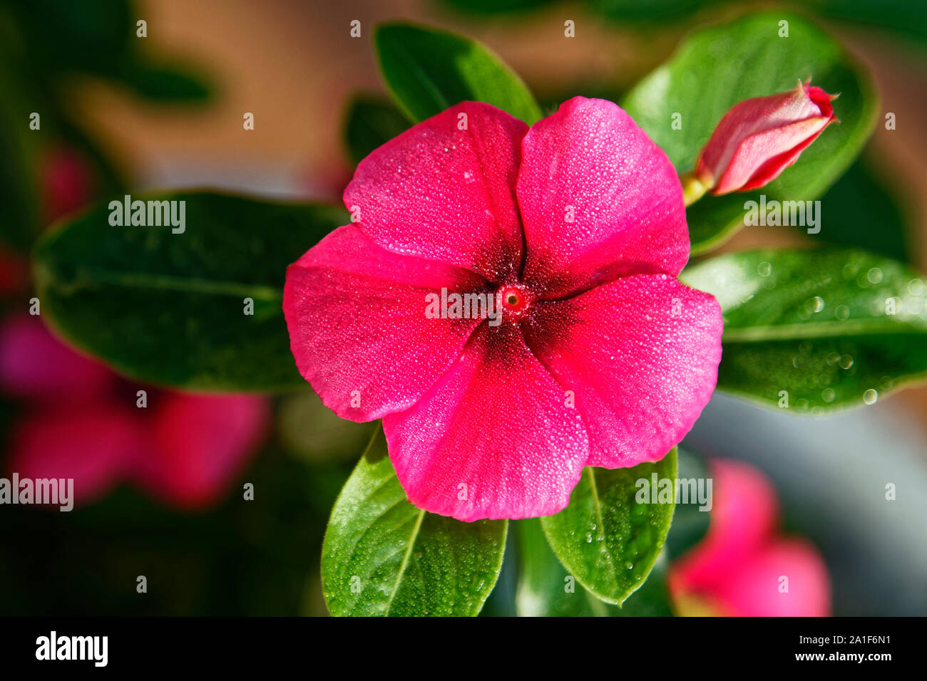 Vinca flower, bud, cerise, Periwinkle, close-up, dew, water droplets, green leaves, cultivated, 5 petals, garden, perennial, family Apocynaceae; summe Stock Photo