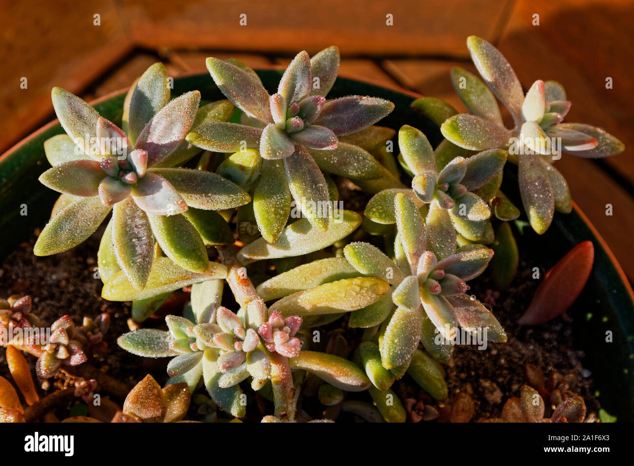 succulent plants, dew, water drops, golden light, retain water, fleshy