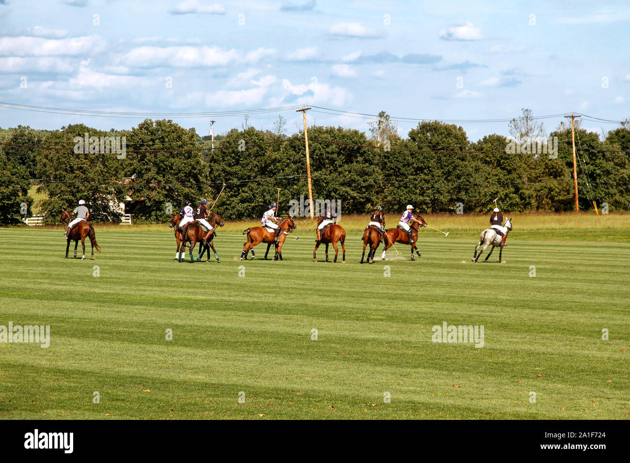 polo match; 2 teams, horses; people; players; fast action; animals; competition; sport; grassy