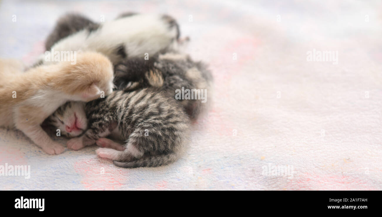 five newborn kittens sleep in hugs, copy space Stock Photo Alamy
