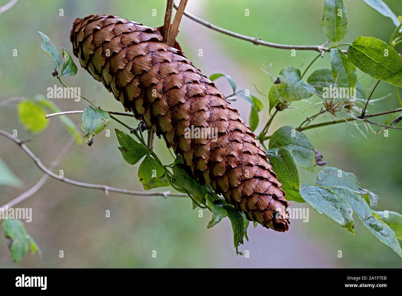 falling spruce cone caught by a clematis tendril Stock Photo