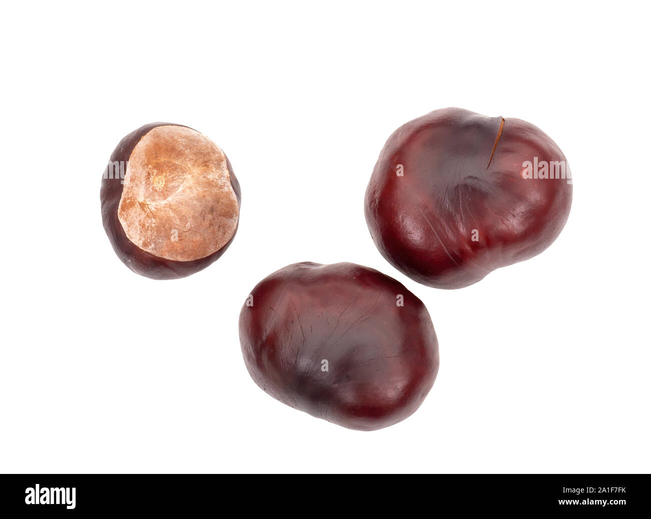 Conkers. Seeds of the Horse chestnut tree, Aesculus hippocastanum ...