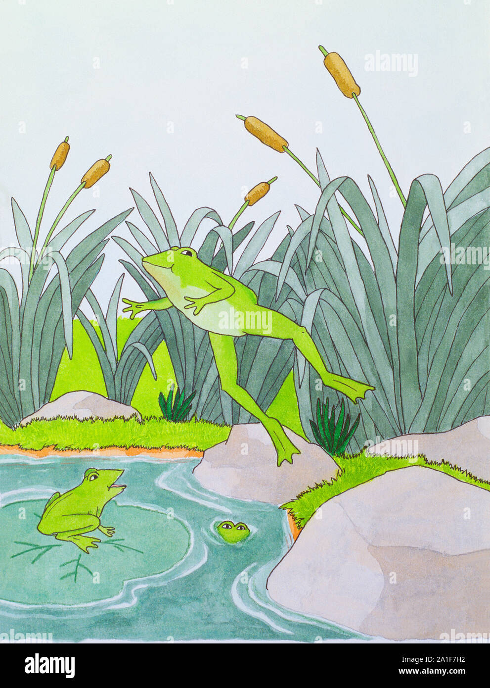 Frogs in a pool. Illustration. Stock Photo