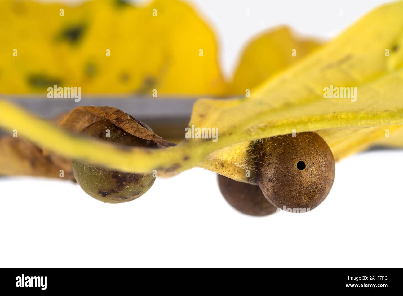 maple leaf with galls, upbringing of little gall wasps Stock Photo
