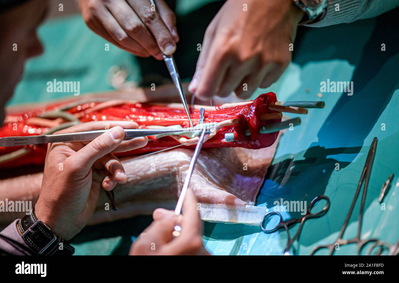 Hamburg, Germany. 26th Sep, 2019. Vascular surgeons use a model of a human upper arm to insert a new artificial vein. Credit: Axel Heimken/dpa/Alamy Live News Stock Photo