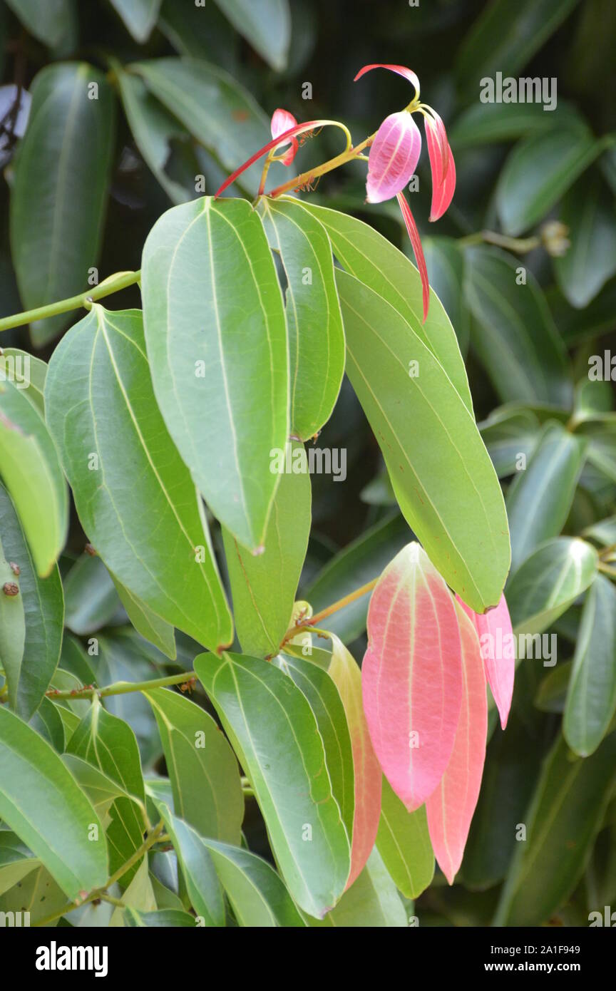 Cinnamon tree sri lanka hires stock photography and images Alamy