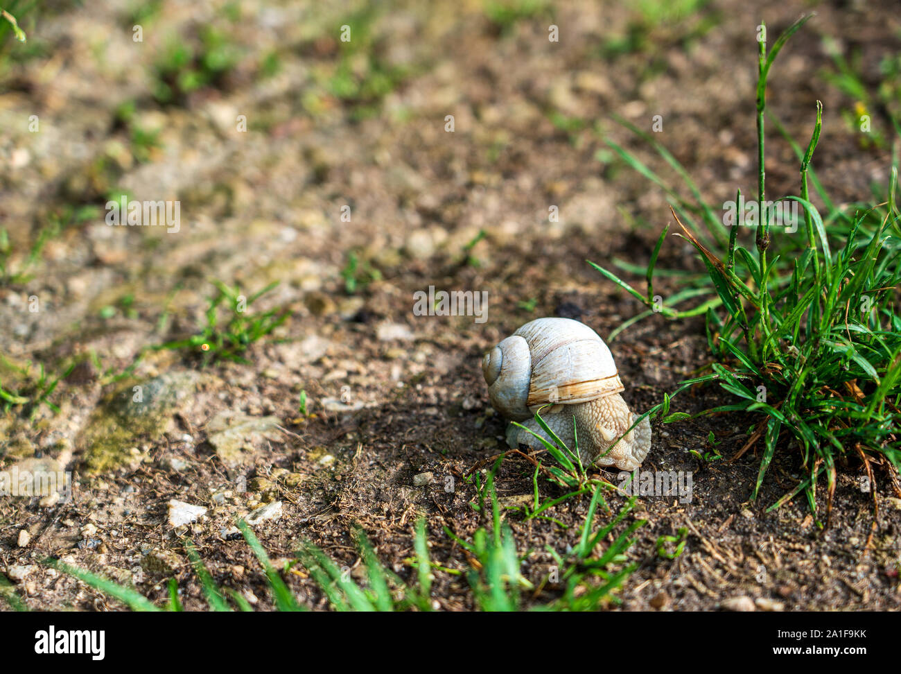 Roman snail in the meadow Stock Photo Alamy