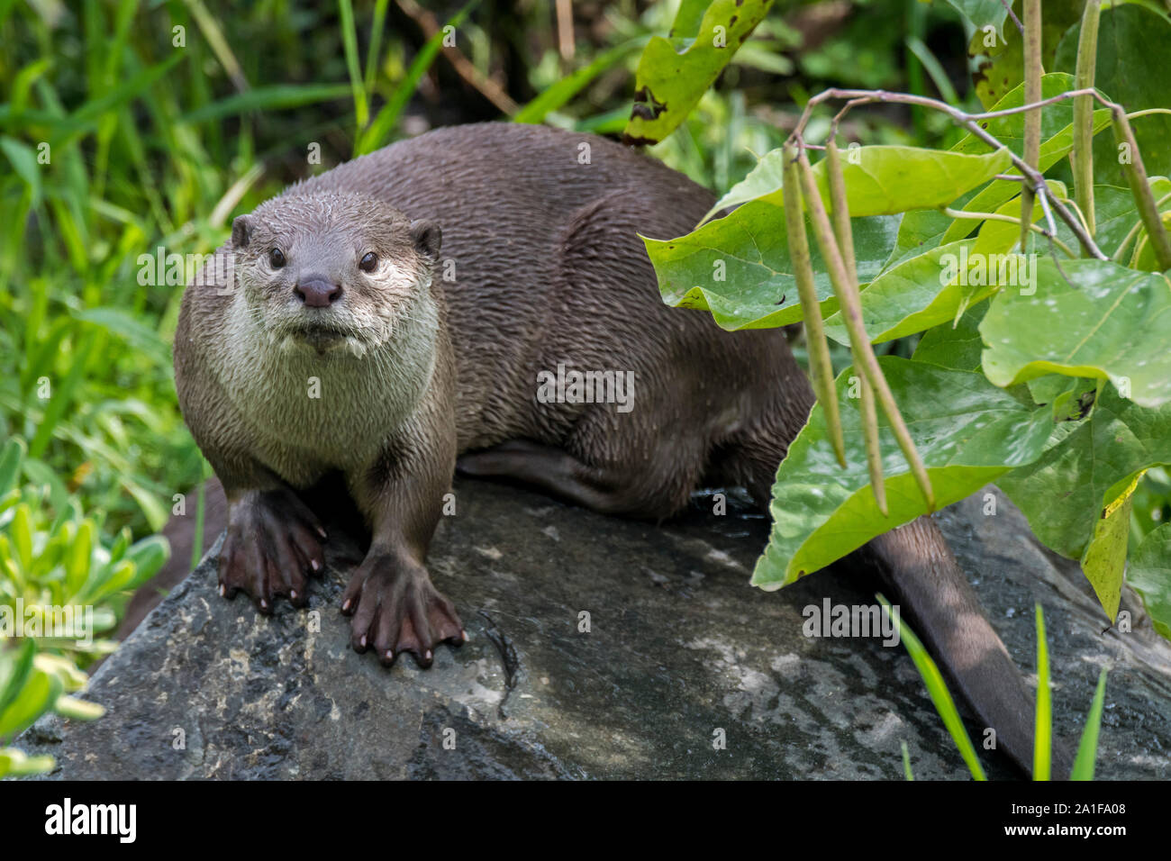 Smooth-coated otter (Lutrogale perspicillata / Lutra perspicillata) on river bank, native to the Indian subcontinent and Southeast Asia Stock Photo