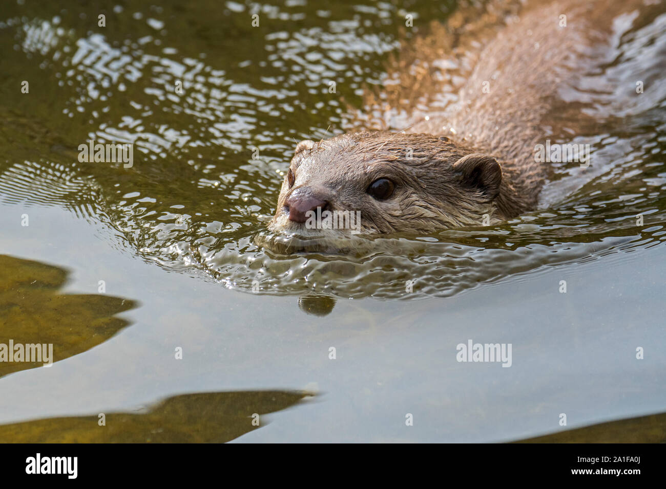 Smooth-coated otter (Lutrogale perspicillata / Lutra perspicillata) swimming, native to the Indian subcontinent and Southeast Asia Stock Photo