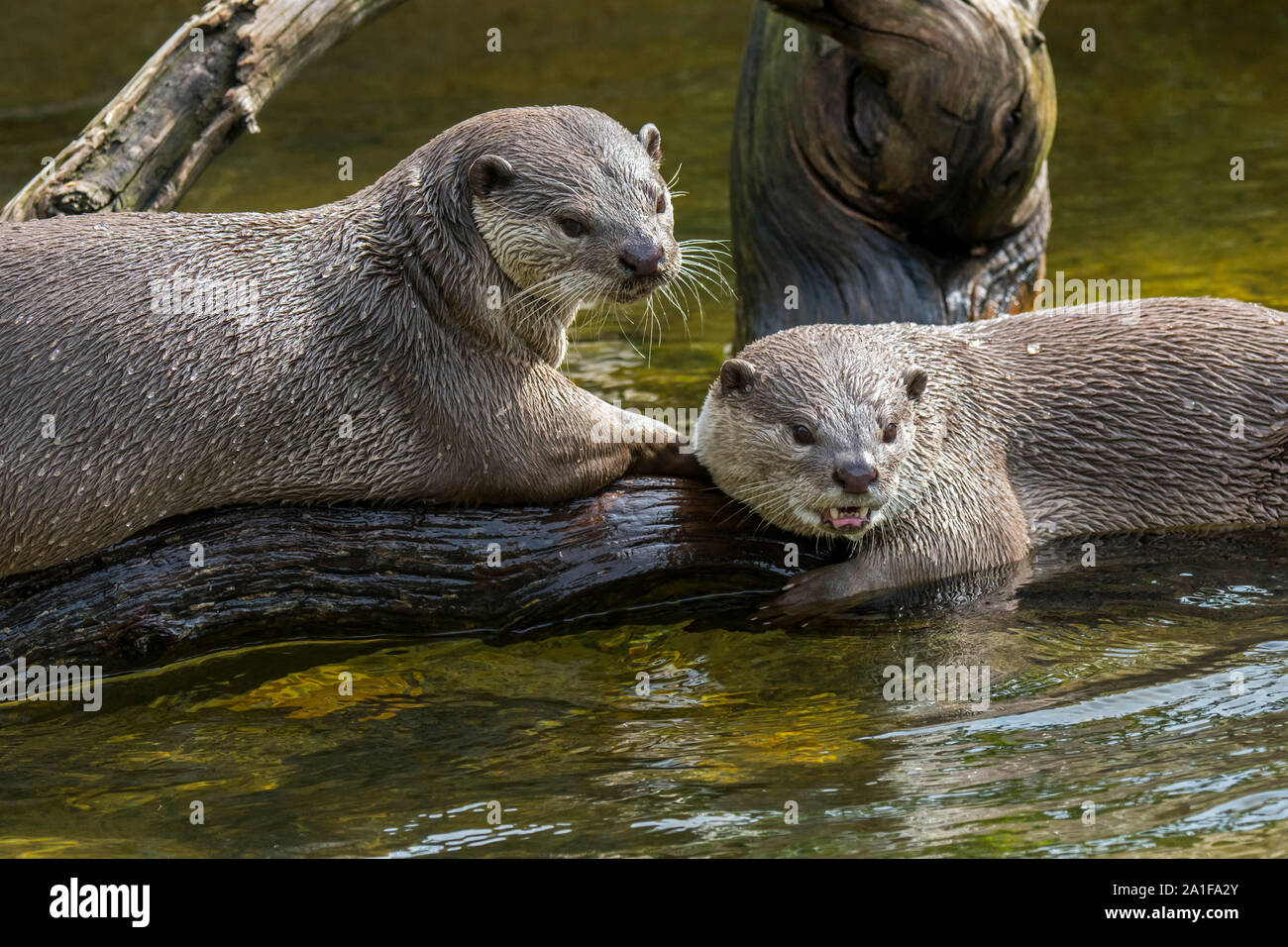 Two smooth-coated otters (Lutrogale perspicillata / Lutra perspicillata) in river native to the Indian subcontinent and Southeast Asia Stock Photo