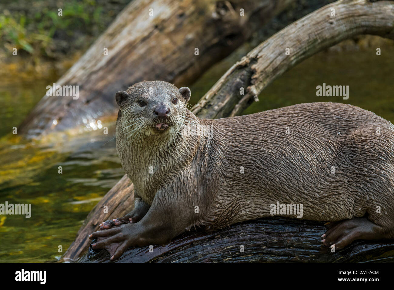 Smooth-coated otter (Lutrogale perspicillata / Lutra perspicillata) on river bank, native to the Indian subcontinent and Southeast Asia Stock Photo