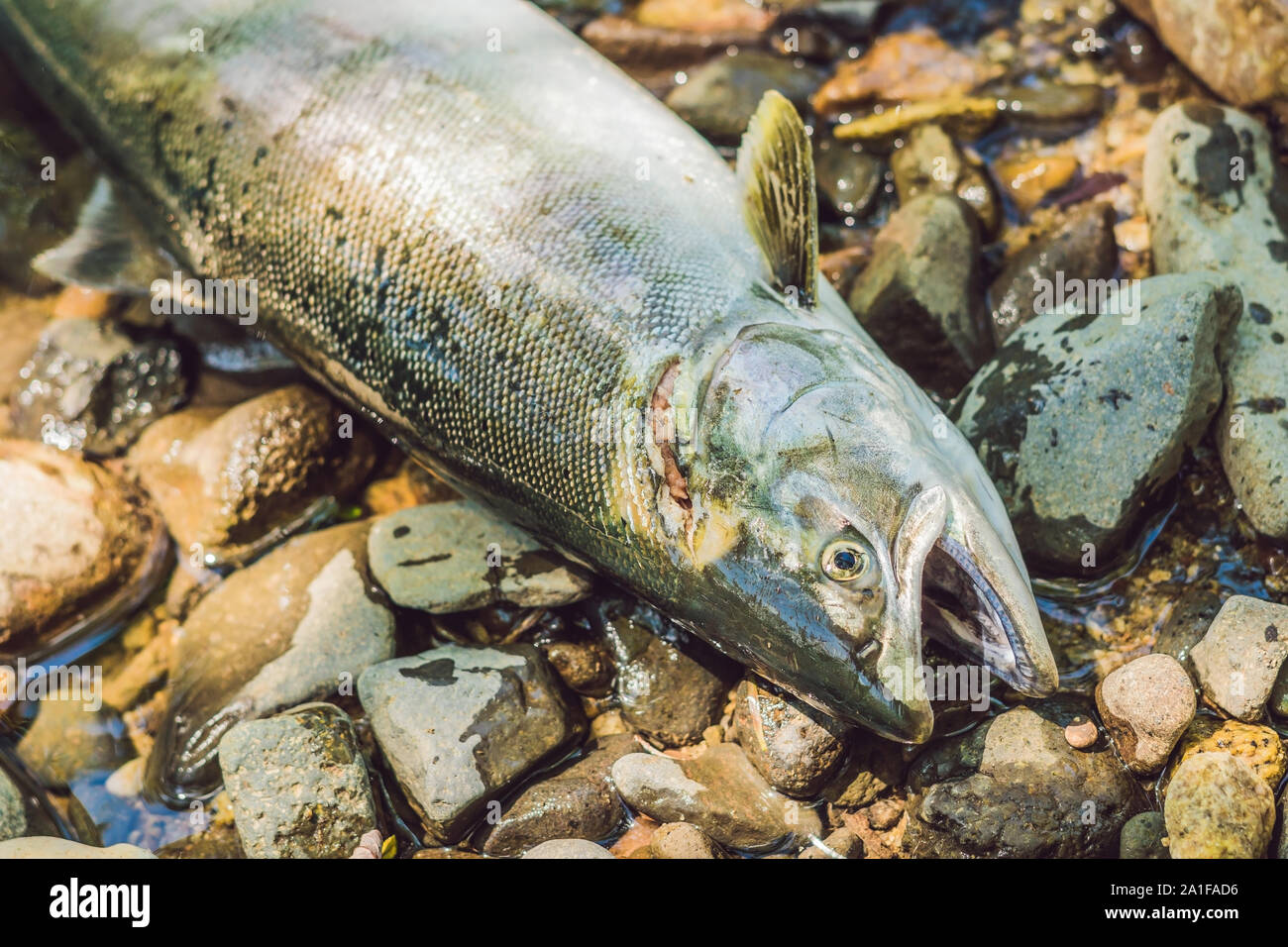 Fish killed with a gun. Fishermen poachers concept Stock Photo Alamy