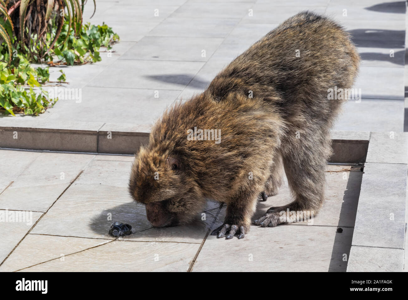 Monkey drinking water on the top of Gibraltar Stock Photo Alamy