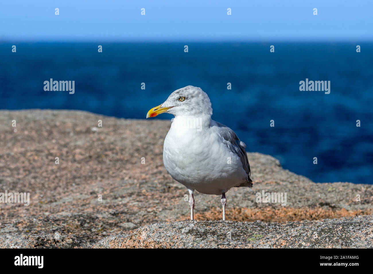 European herring gull (Larus argentatus) perched on rock along the coast Stock Photo