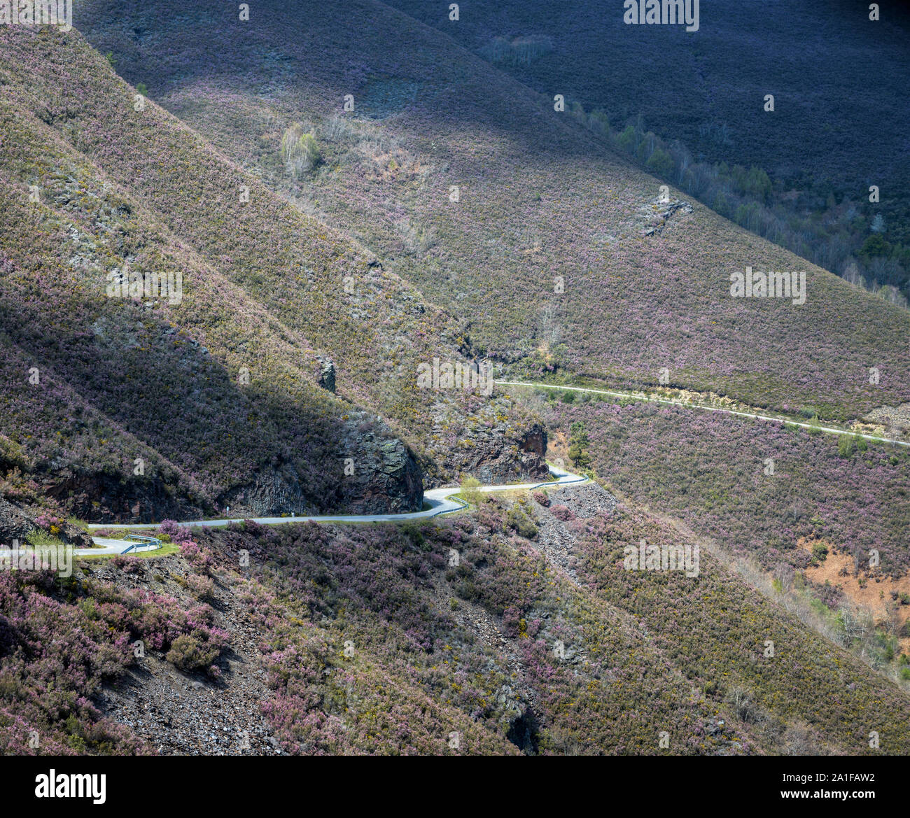 Mountain road winding between heather-covered slopes, in the Mountains of Courel geopark Stock Photo