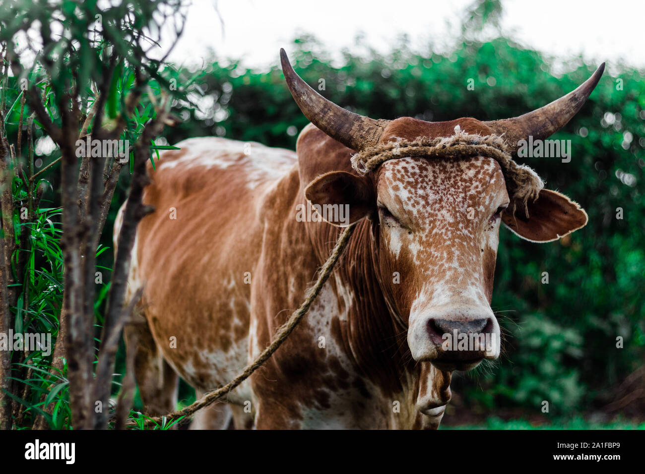 Brown spotted with horns cow looking through bushes Stock Photo