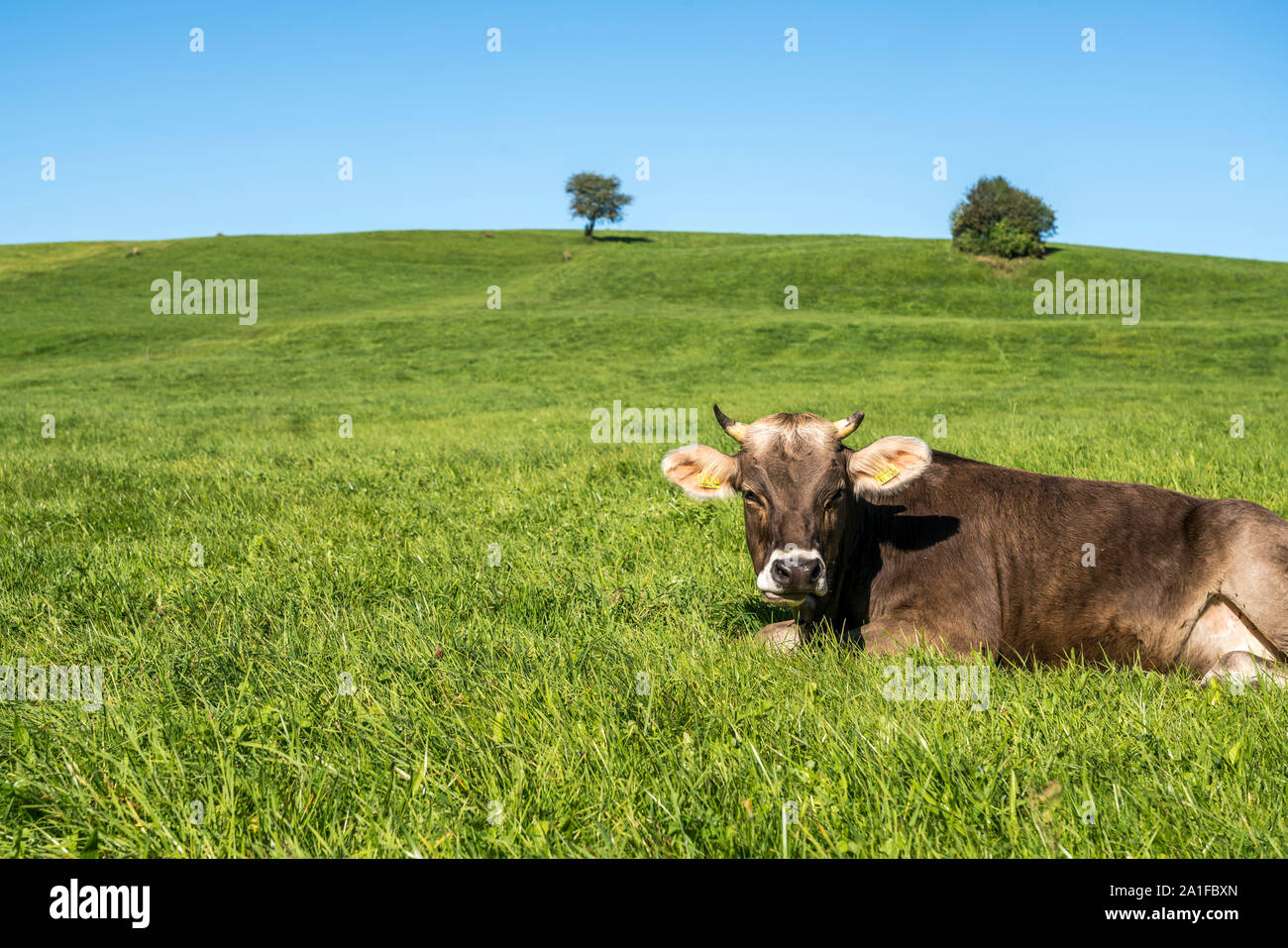 Metall-Kuh auf der Weide, Deutschland, Bayern, Allgaeu, Oberstdorf metal  vow in the pasture